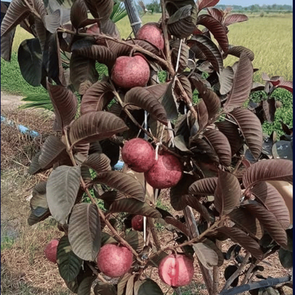 Red Guava Plant (Lal Amrood) - Easy-to-Grow Tropical Fruit Tree