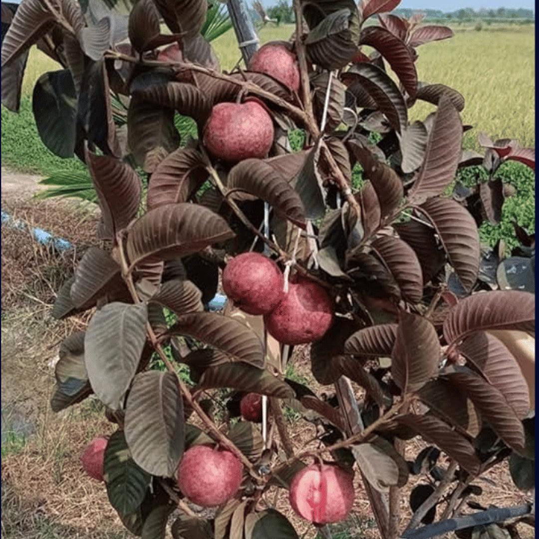 Red Guava Plant (Lal Amrood) - Easy-to-Grow Tropical Fruit Tree
