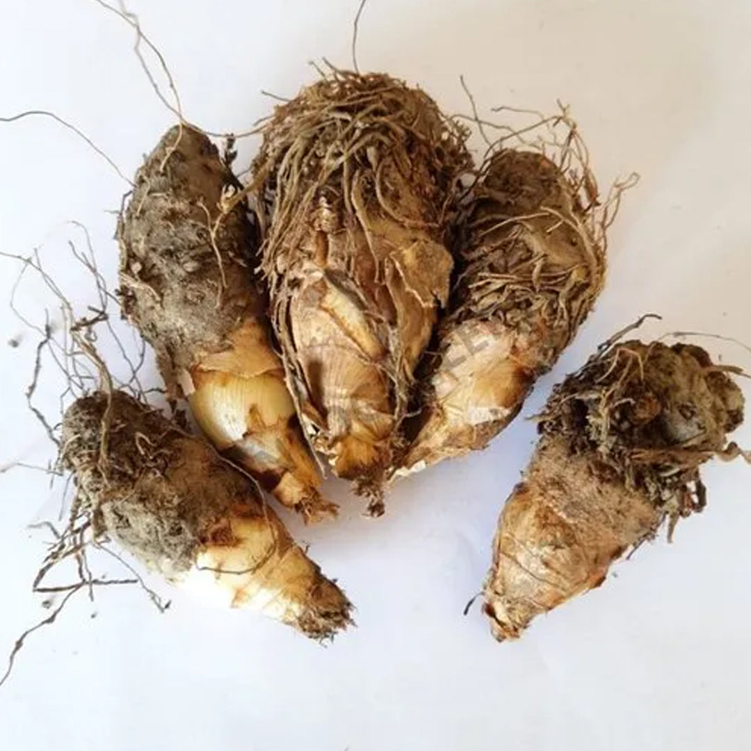 Rajnigandha Plant Pack Of 5 - Tuberose Flower Bulbs