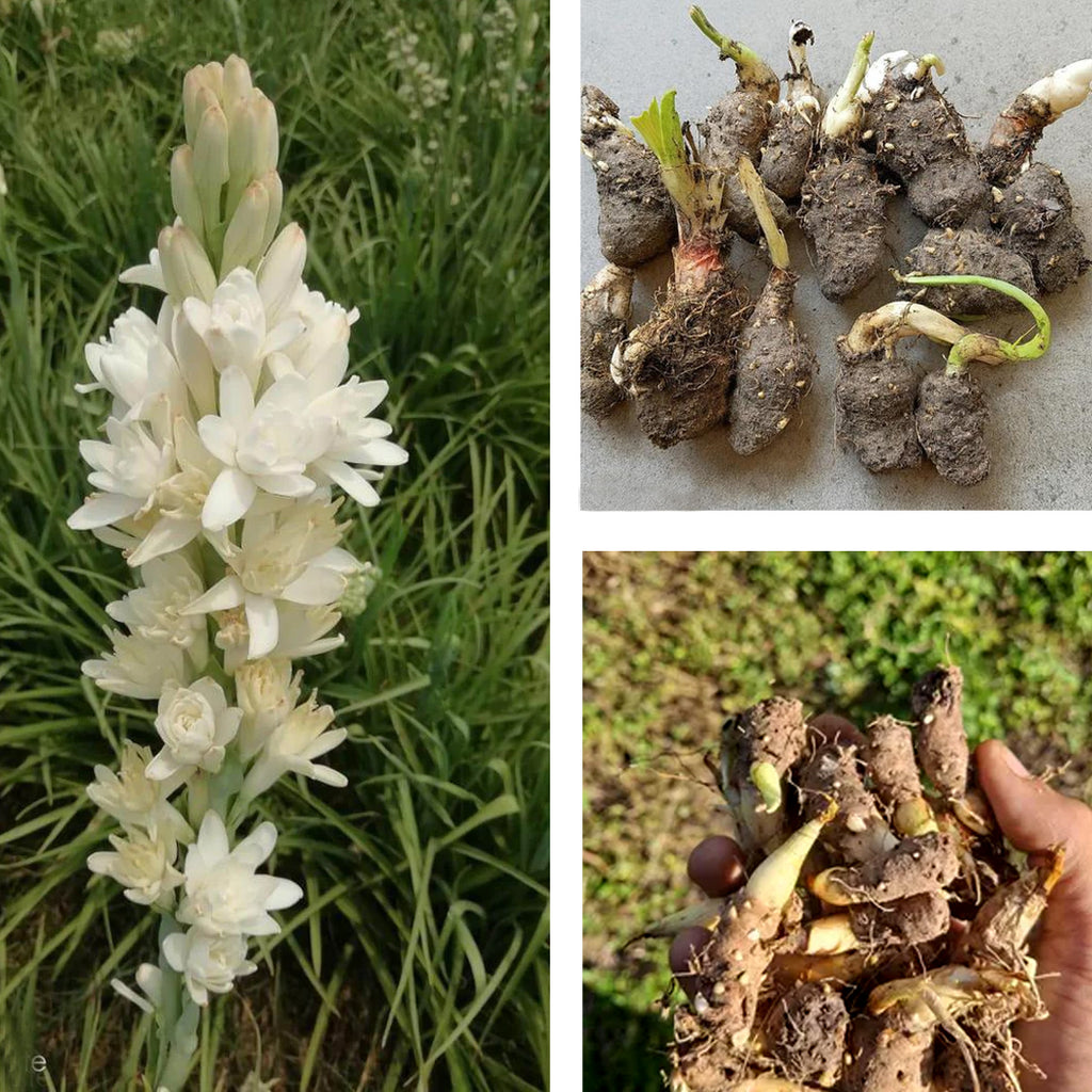 Tuberose Rajnigandha Bulbs – Pack of 10 Healthy Bulbs