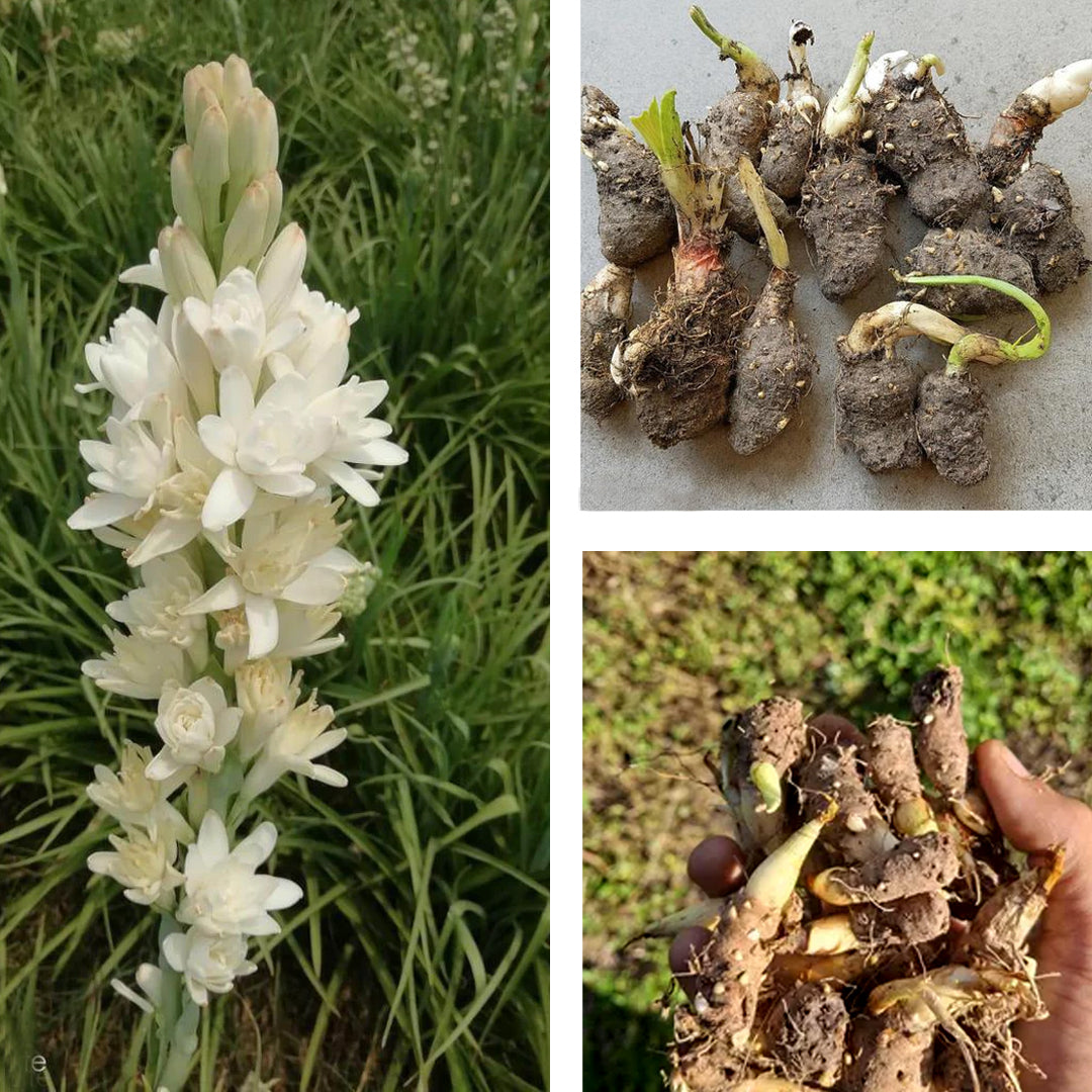 Rajnigandha Plant Pack Of 5 - Tuberose Flower Bulbs