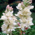 Tuberose Rajnigandha Bulbs – Pack of 10 Healthy Bulbs