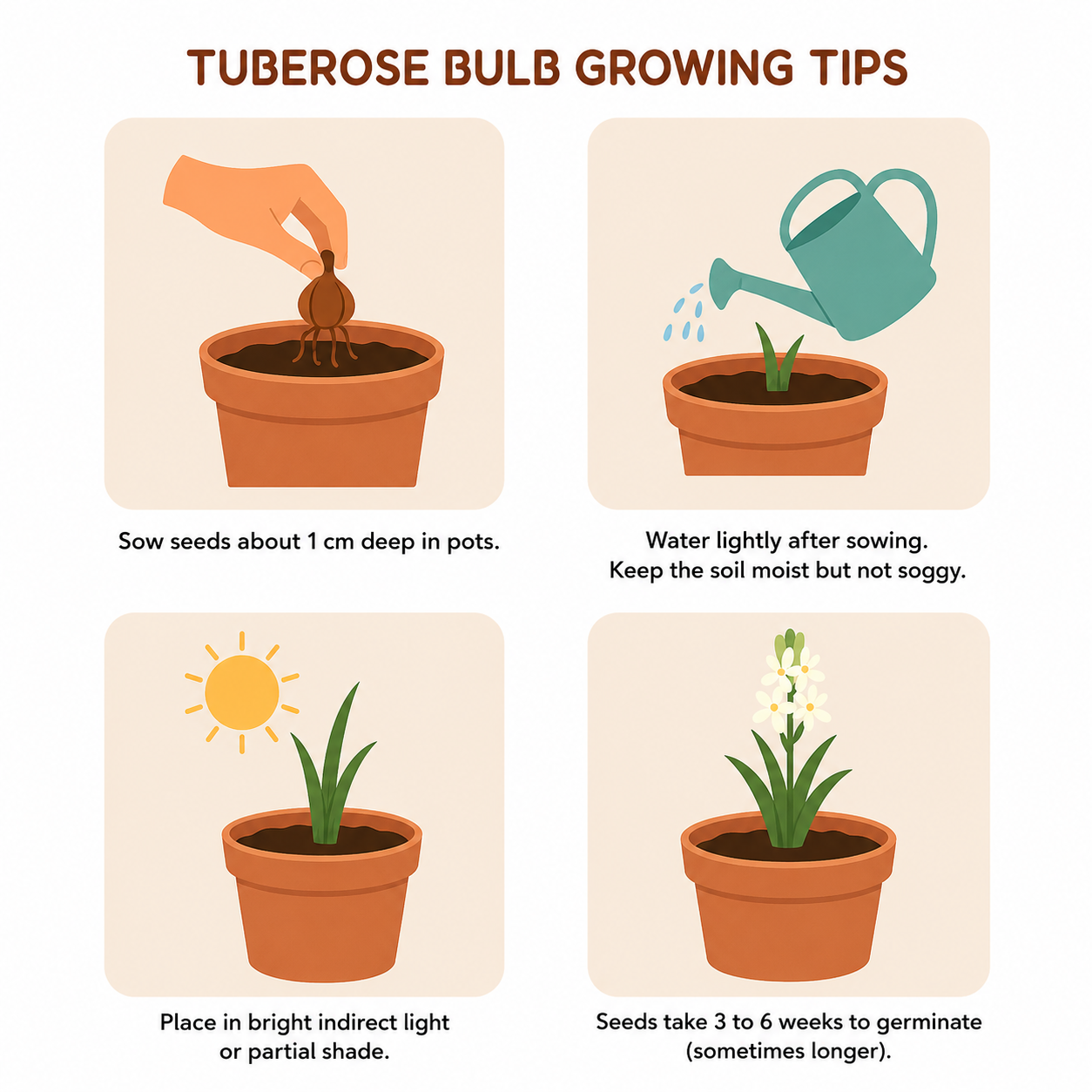 Tuberose Rajnigandha Bulbs – Pack of 10 Healthy Bulbs