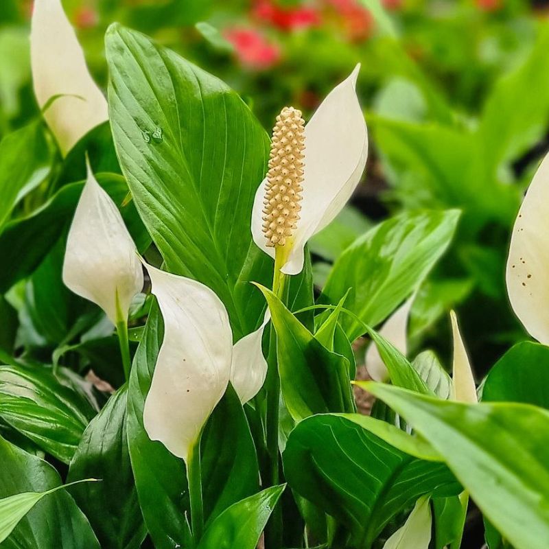 Peace Lily Plant